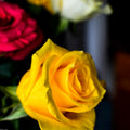 Buchet 5 trandafiri + cadou bijuterie - Wild Fox Flowers Oradea