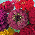 Buchet Contrast indraznet - Wild Fox Flowers Oradea