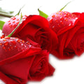 Buchet surpriza dulce - Wild Fox Flowers Oradea
