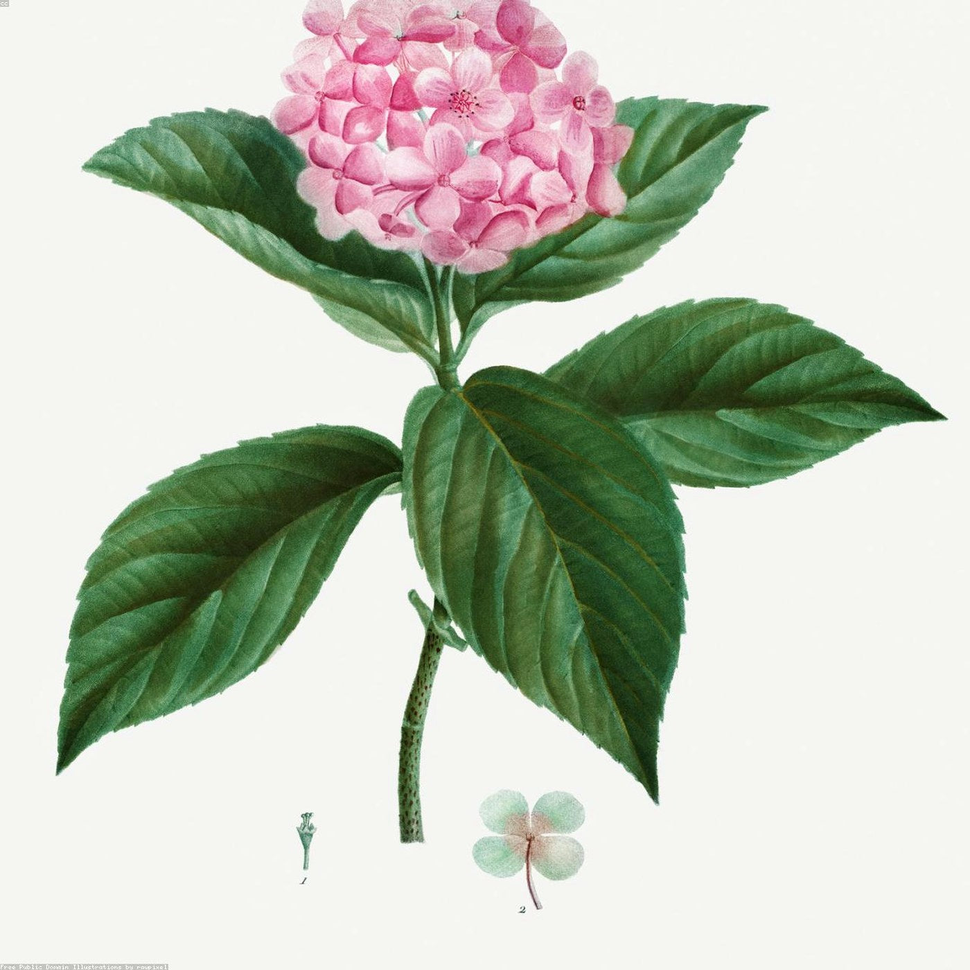 Flower Bar Premium 100-130 persoane - Wild Fox Flowers Oradea
